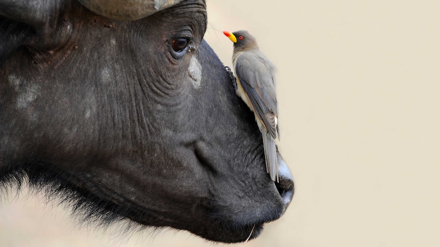 An oxpecker sits on an animal's nose.