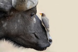 An oxpecker sits on an animal's nose.