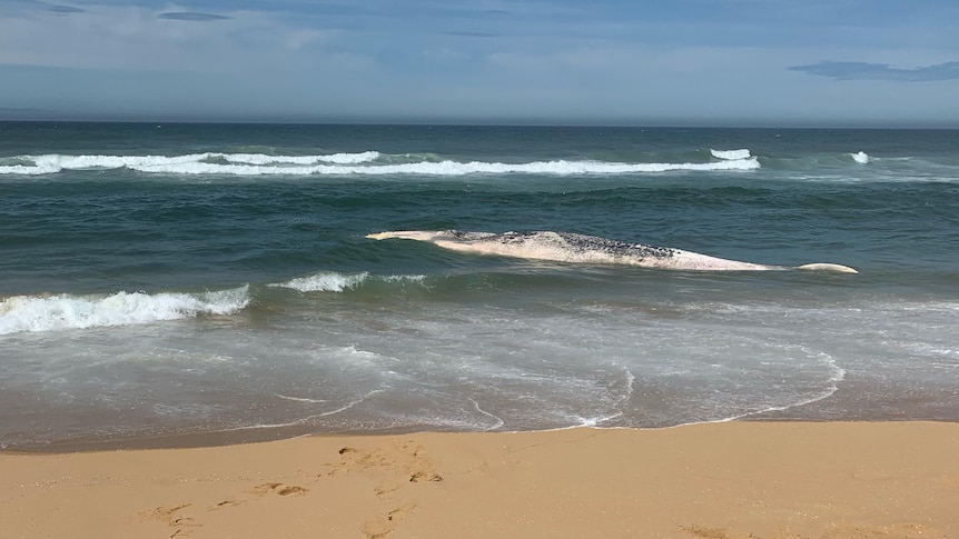 A decomposing whale carcass in the shallows of a beach