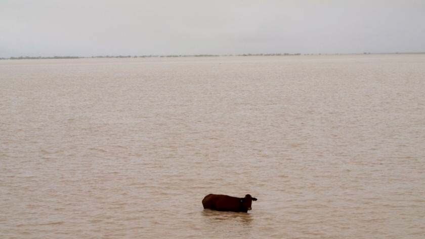 The Cattle Council of Australia says stock losses could rise if a cyclone hits the region.