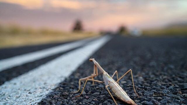 A close up photo of a stick insect on the side of a road.