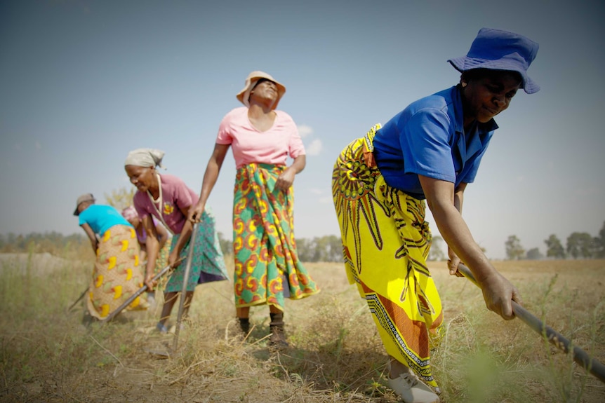 Women work on the Pattison farm