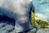 Dugong feeding on seagrass on the ocean floor with two black-banded bright yellow fish near its snout