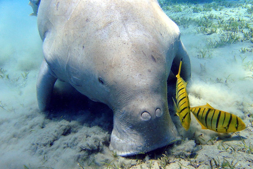 Dugong feeding on seagrass on the ocean floor with two black-banded bright yellow fish near its snout