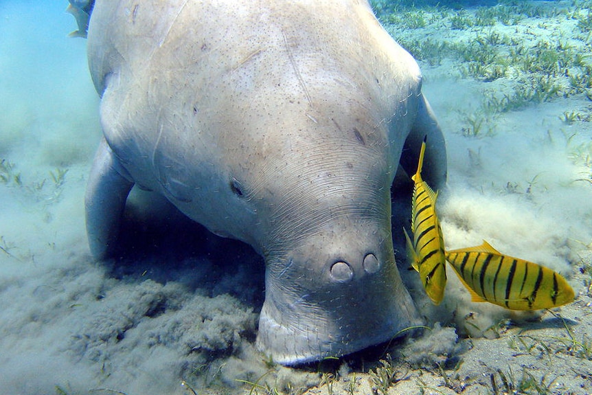 Dugong spotted near Egypt