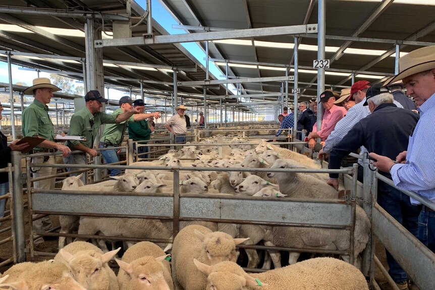 Lambs in a pen being sold by four men standing on the left and a dozen men are bidding on the right side of pen.