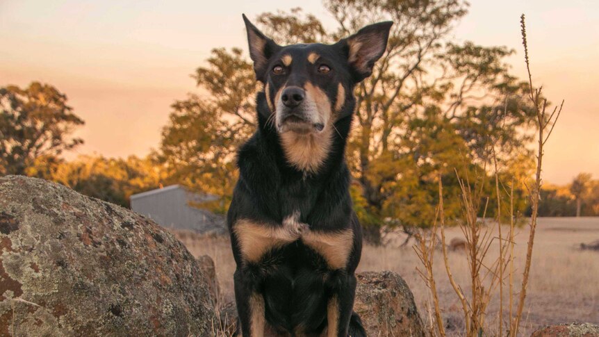 A kelpie poses on a rock overlooking her farm.