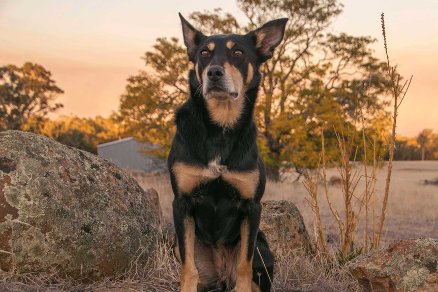 A kelpie poses on a rock overlooking her farm.