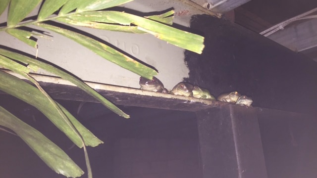 green frogs on a ledge