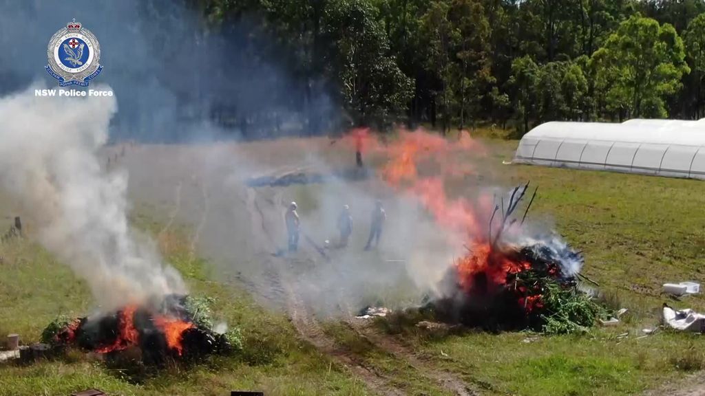 Cannabis Plants Worth Estimated 40m Seized On Properties Near Taree 14 Arrested Abc News