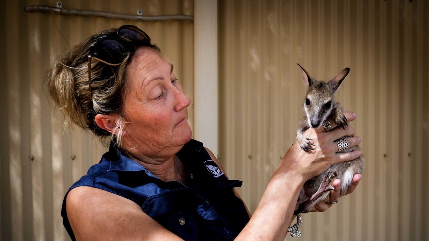 A woman holds up an orphaned agile wallaby joey outside a building with corrugated walls.