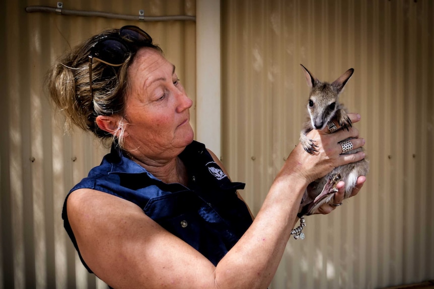 A woman holds up an orphaned agile wallaby joey outside a building with corrugated walls.