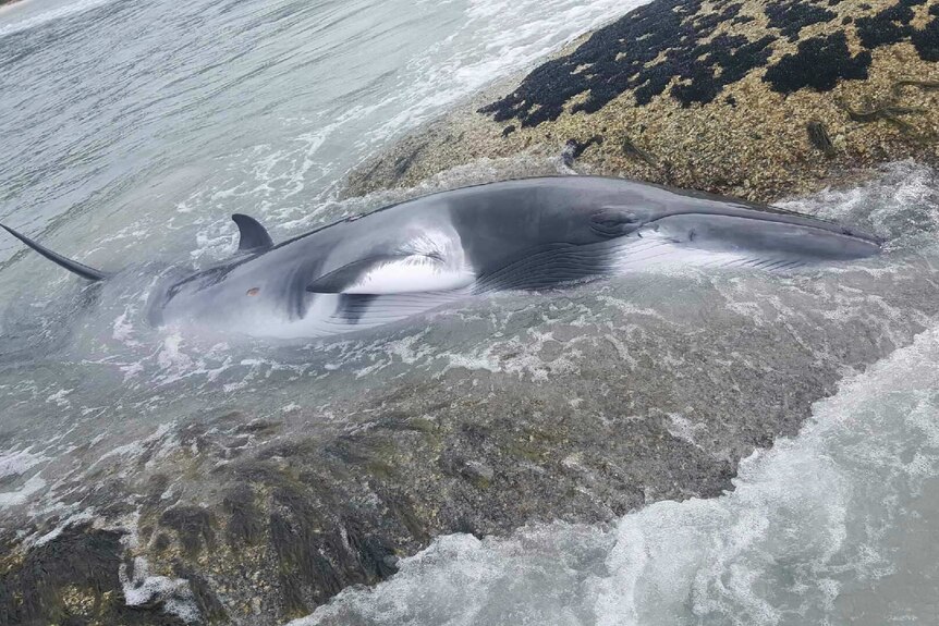 Stranded minke whale at Bicheno