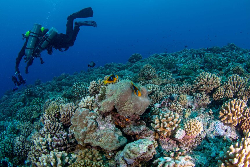 Divers and fish on Moorea reef in March 2019