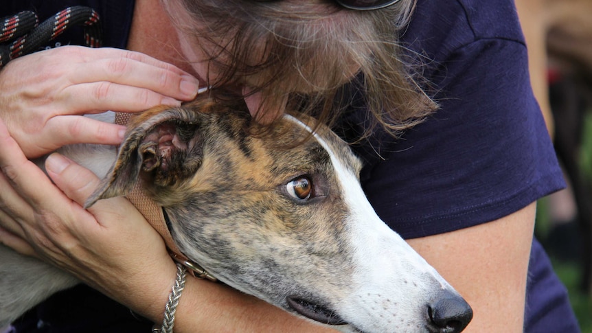 Greyhounds at Southbank