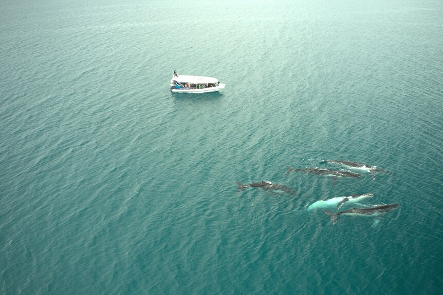 Whales shown breaching from the air near a Pacific Whale Foundation tour boat in Hervey Bay