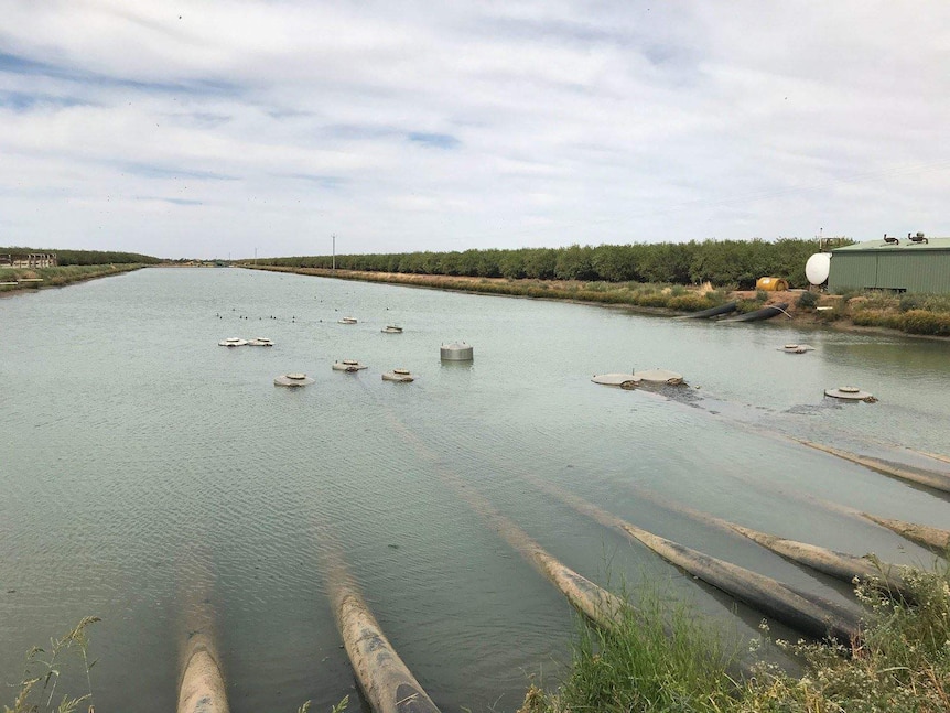 An almon orchard bordering a large irrigation dam with irrigation pipes and a pump shed near the orchard.