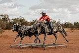 Two metal sculptures, one of a small bullock being chased by a cowboy atop a horse, all made of scrap metal