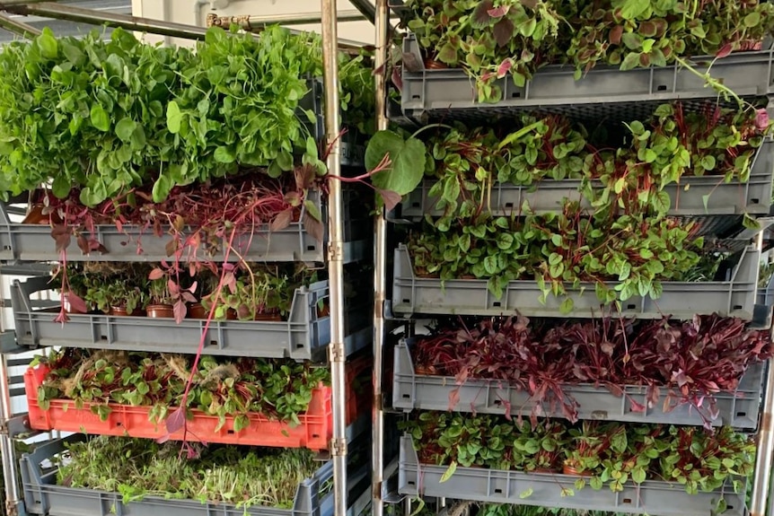 Trays of microgreens stacked in two rollers.