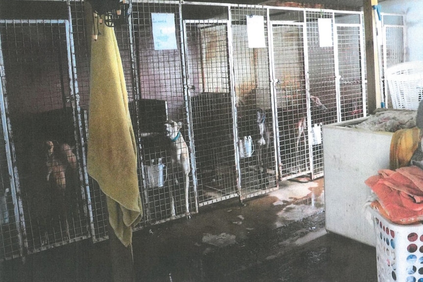 Greyhounds inside kennels.