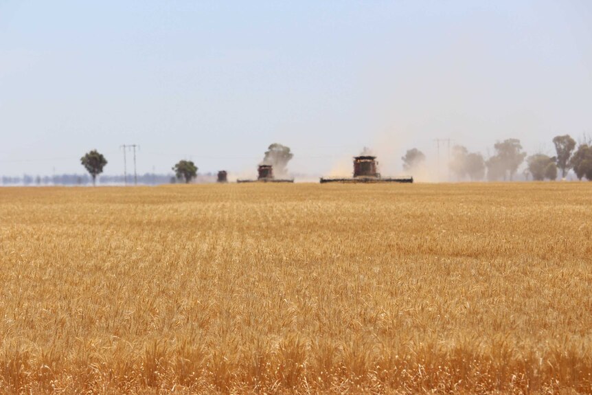 A golden wheat crop in the foreground with three red headers in the background harvesting the crop.