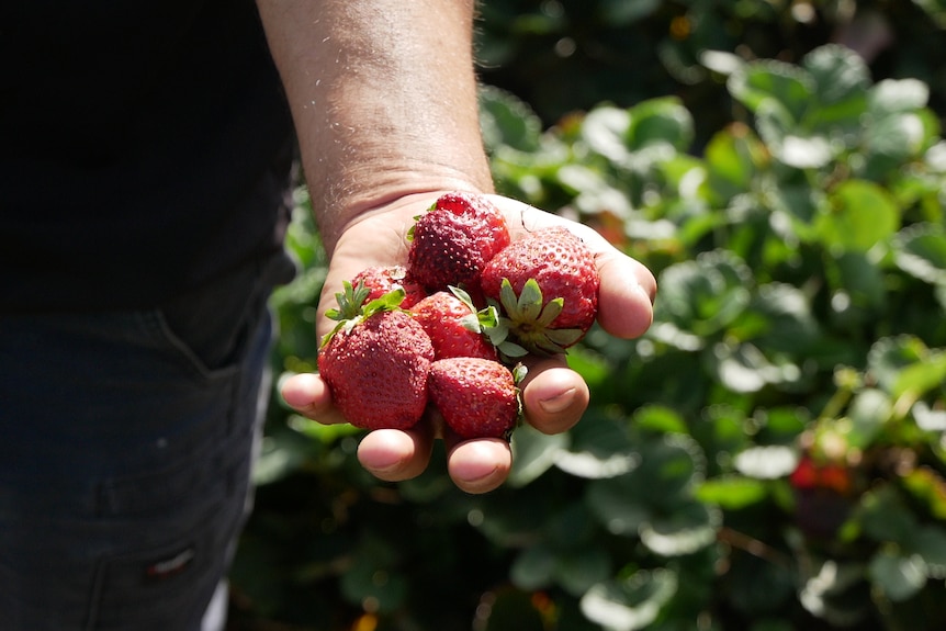 Farmer holding strawberries that have started to rot