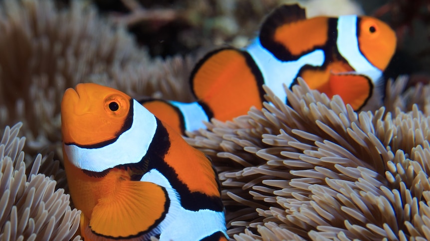 A pair of clownfish in an anenome