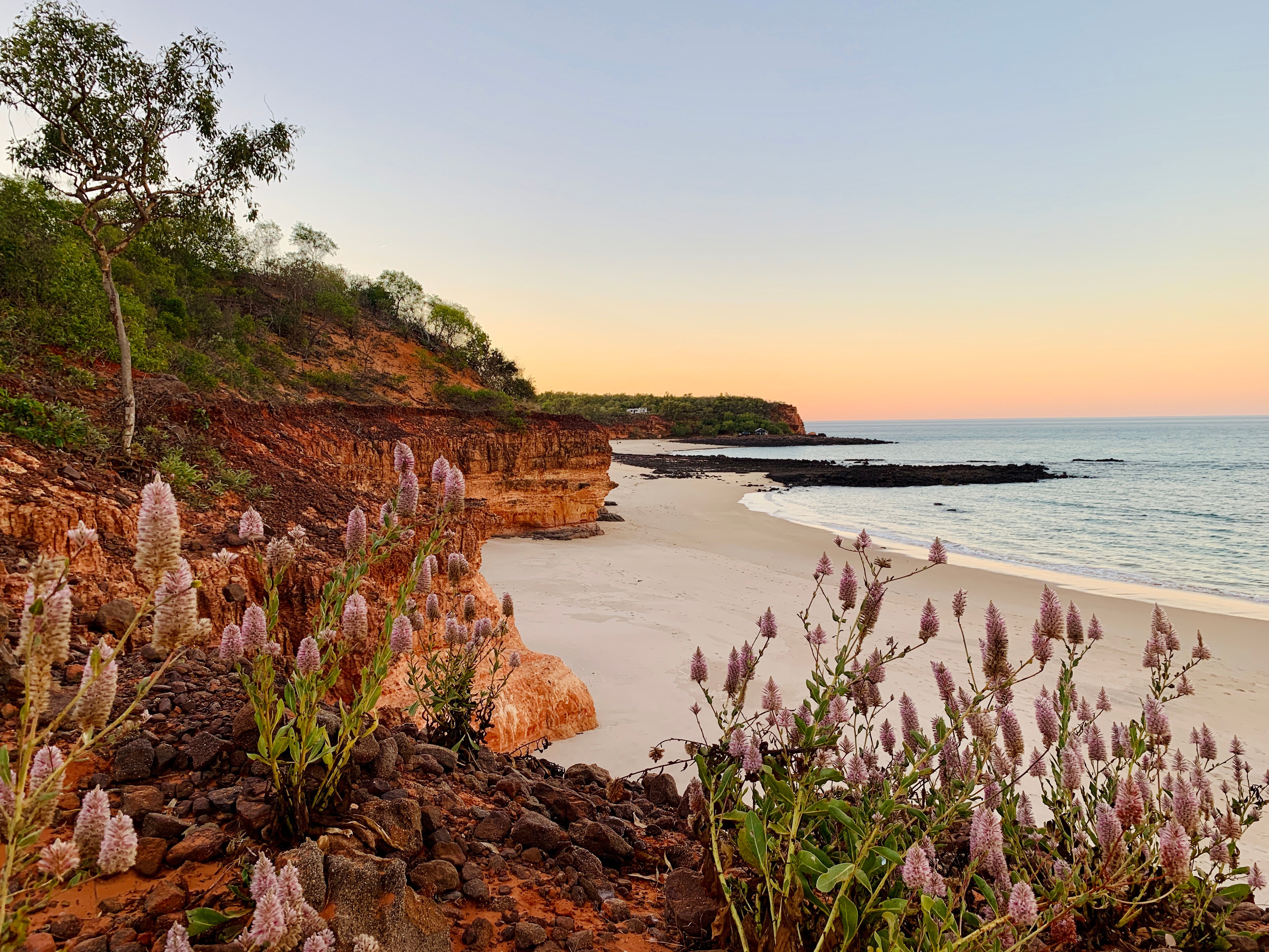 A Kimberley beach at sunset, with a ridge of deep orange rocks near the shoreline and purple flowering vegetation
