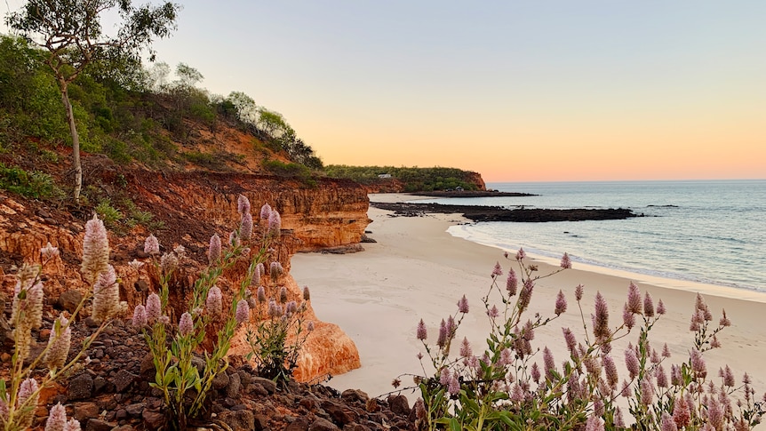 A Kimberley beach at sunset, with a ridge of deep orange rocks near the shoreline and purple flowering vegetation