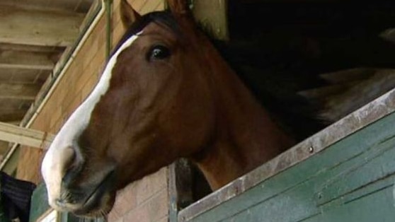 A horse pokes it head out of a stable.