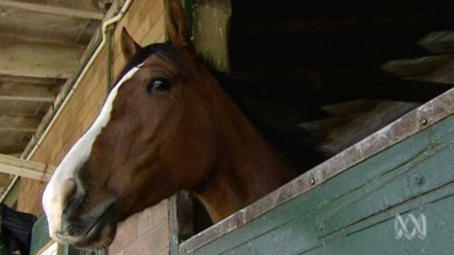 horse and stable generic thumbnail