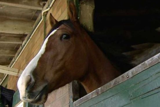 horse and stable generic thumbnail