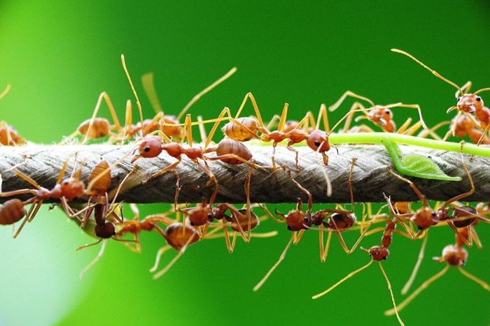 Green tree ants