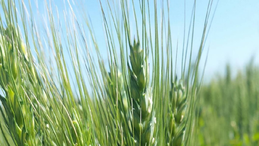 a close-up of organic wheat growing in a paddock