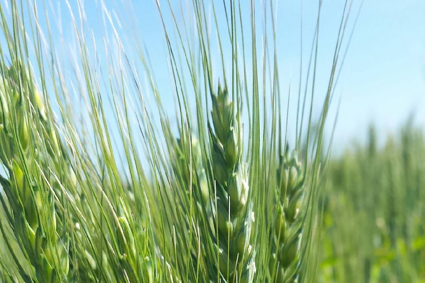 a close-up of organic wheat growing in a paddock