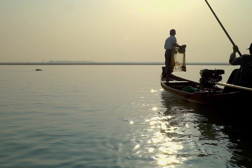 Fisherman casts net at sunrise as dolphin swims nearby.