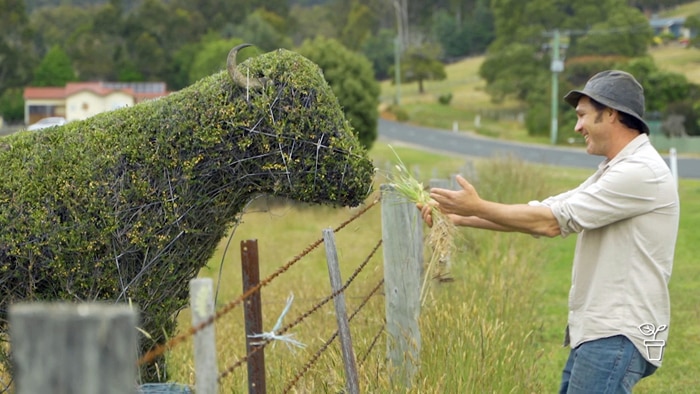 Man with grass in his hand heading towards large topiary cow in a paddock