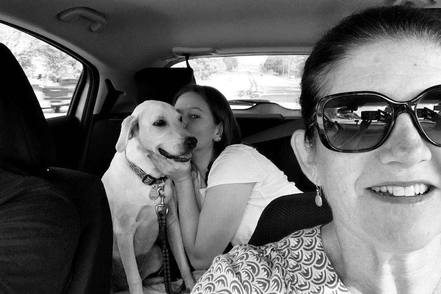 A white dog is cuddled in the back of a car.