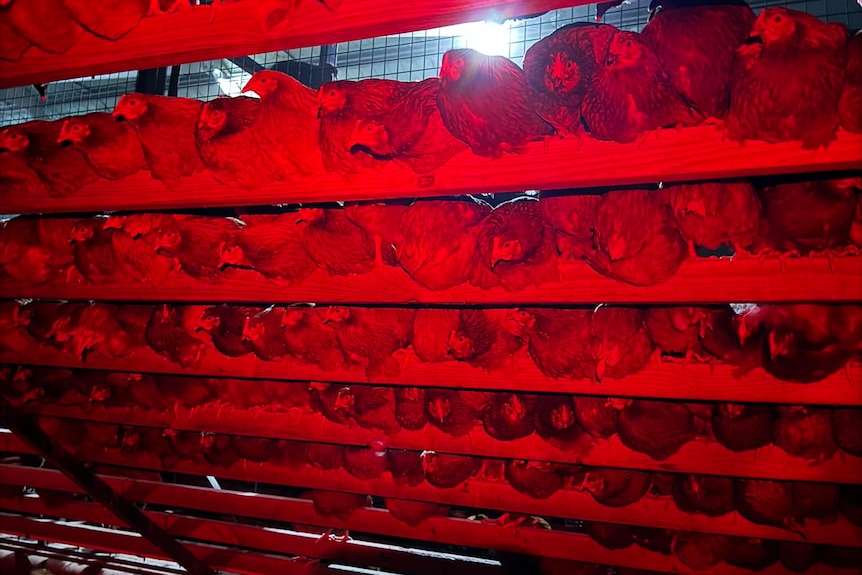 Chickens bathed in red light at night in a shed