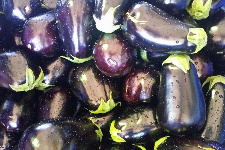 a bucket full of freshly harvested eggplants with water droplets