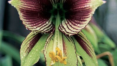 Hippeastrum - Gardening Australia