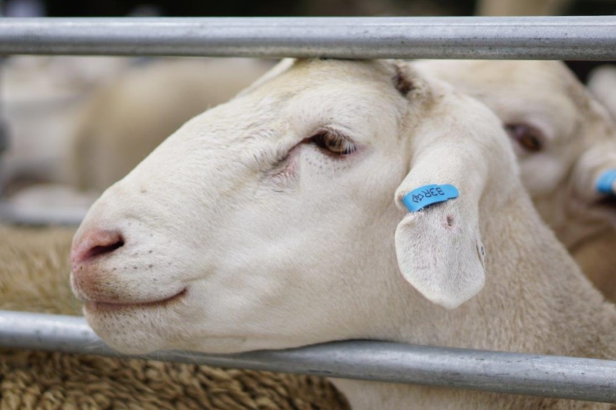 a white sheep looks through a fence