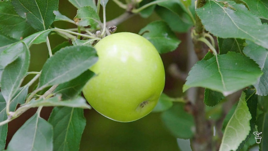 A green apple growing on an apple tree.