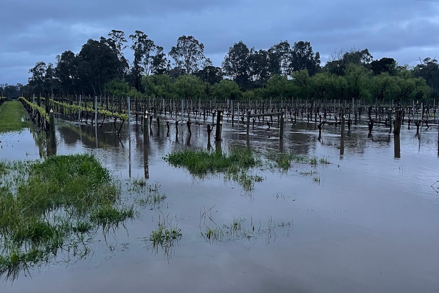 A flooded vineyard.