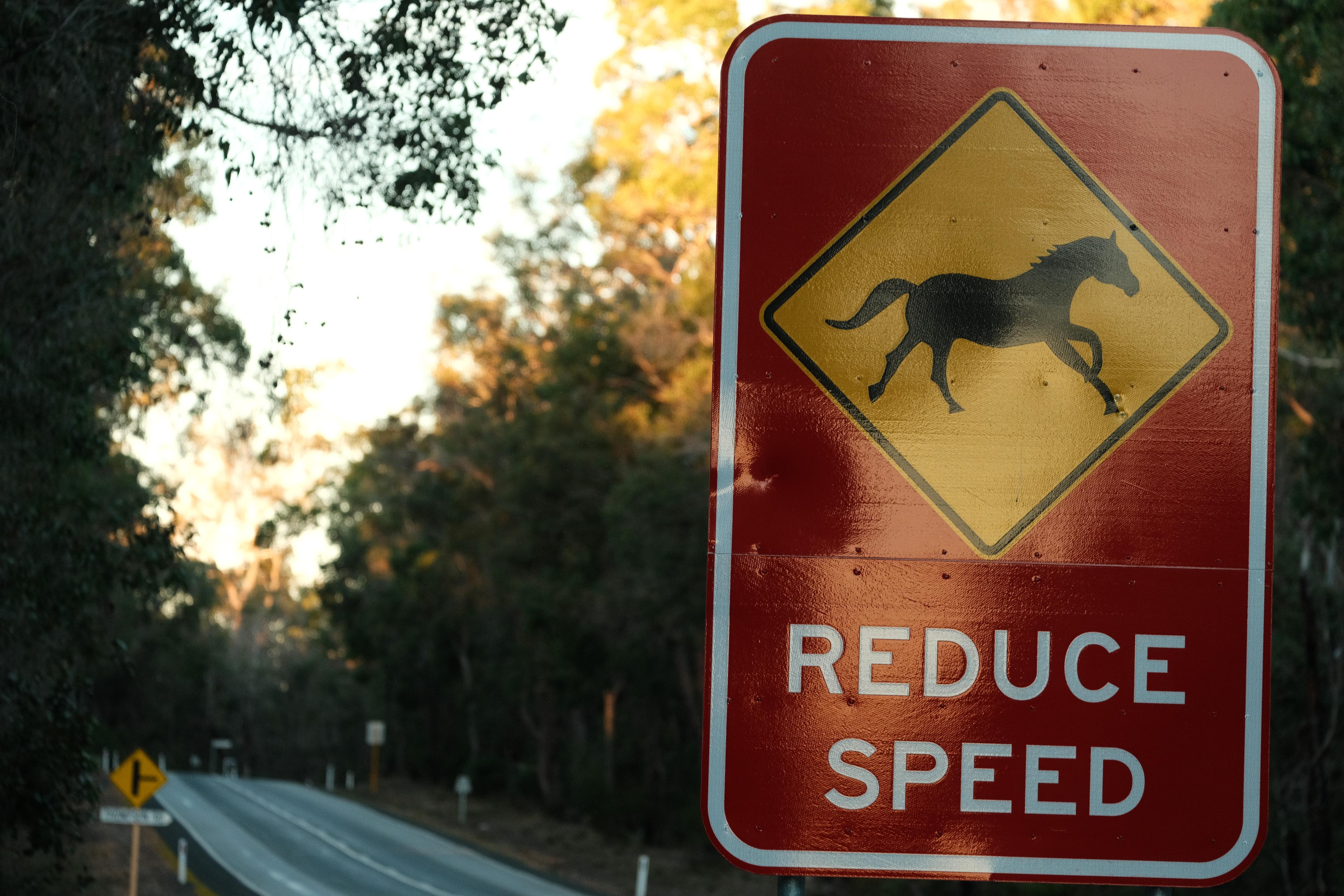 Pest control body issues controversial call to cull feral horses in WA