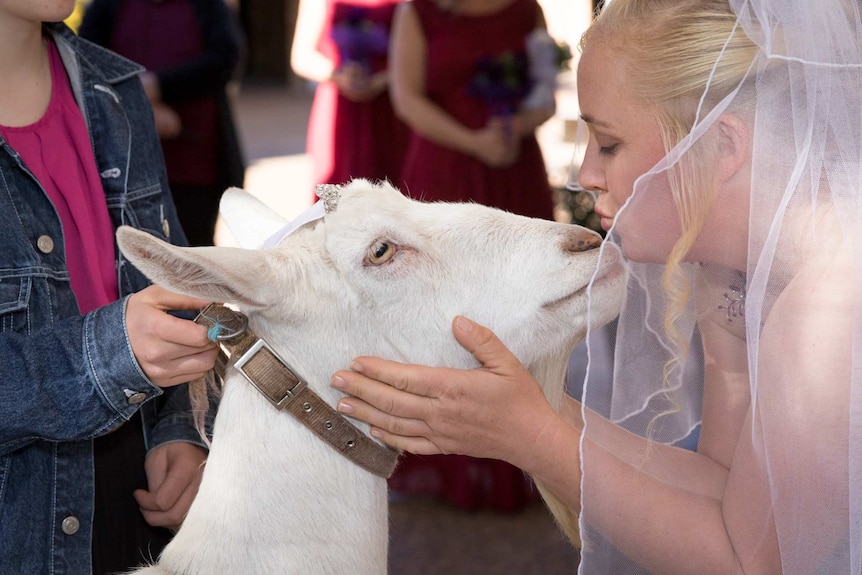 A white goat wearing a tiara and a satin sash about to receive a kiss from the bride on her wedding day