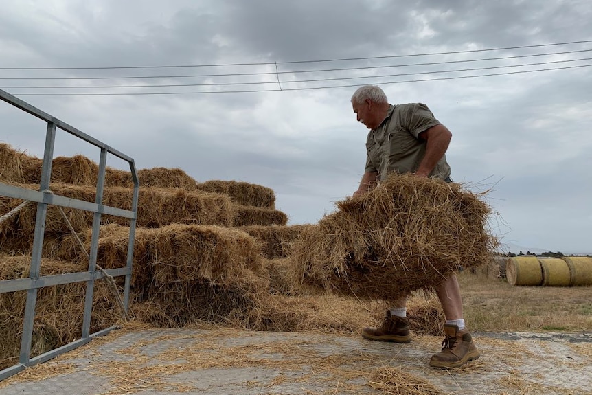 A man unloads bales of hay from the back of a truck.