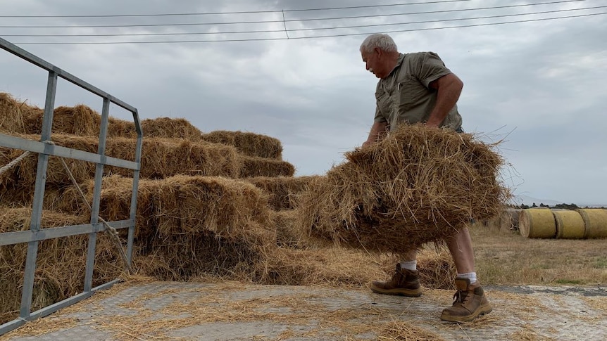 A man unloads bales of hay from the back of a truck.
