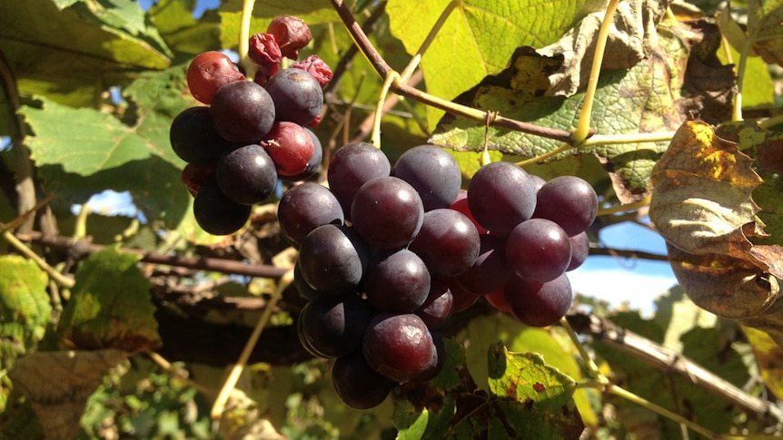 Predicting the future through grapes