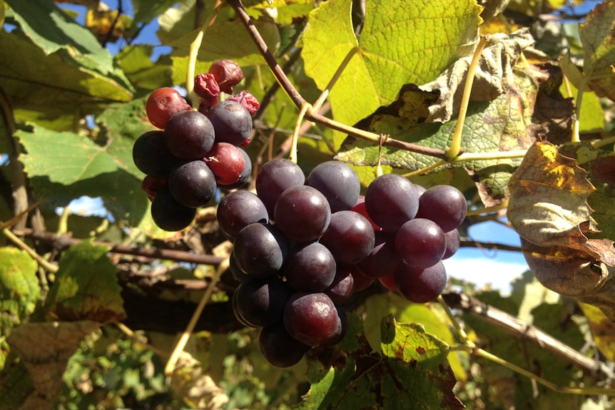 Predicting the future through grapes